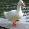 duck11