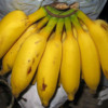 South indian banana